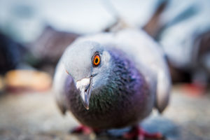 pigeon plumes